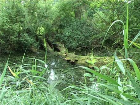 Museum Insel Hombroich : Auenlandschaft im Sommer